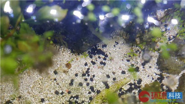 三星galaxys拍照评测,三星拍照vs苹果拍照