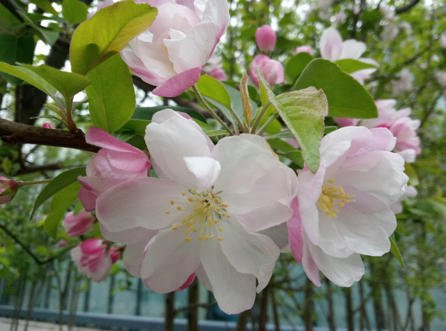 续航超强的千元机,千元机新巅峰魅蓝note3全面评测