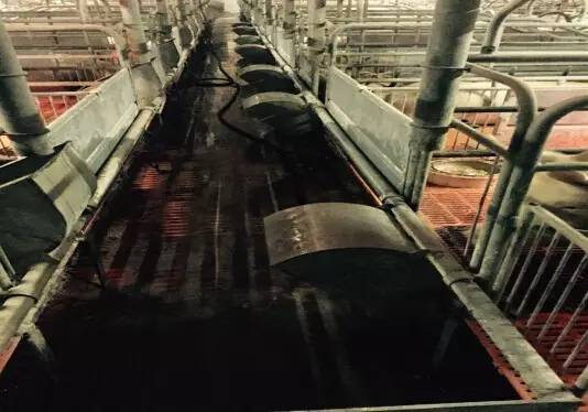 分娩舍的饲喂标准,分娩舍饲养管理