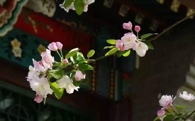 逛切北京最全花节汇总整理！收藏起来慢慢看！