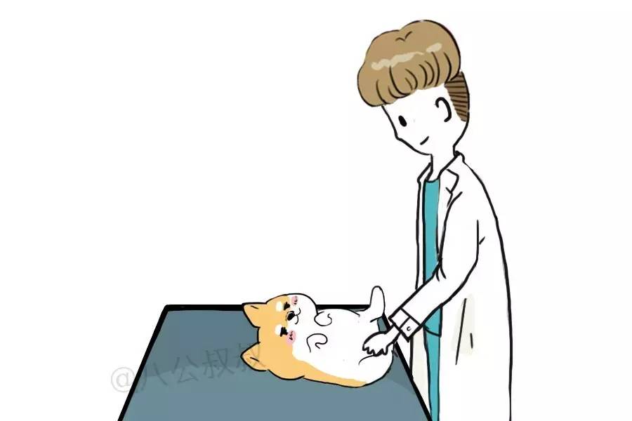 涨姿势·产后乳腺炎，母犬健康杀手！