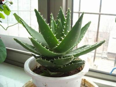 100平房子放几盆绿萝去甲醛好,一个房间放几盆绿萝去甲醛效果好