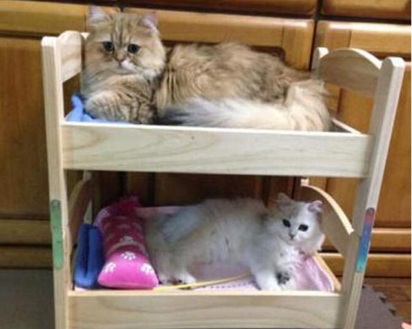 小猫太重在猫爬架摔下来,幼猫被重物砸蜷缩在角落