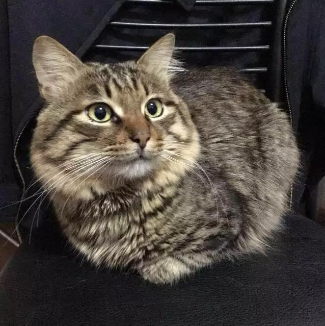 上海领养代替购买,上海领养孩子有补贴吗