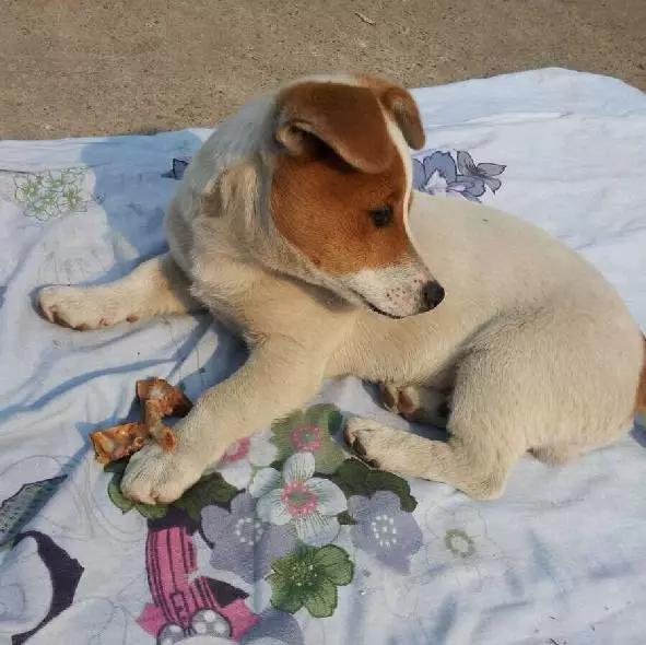 上海领养代替购买,上海领养孩子有补贴吗