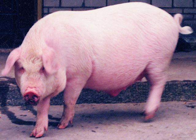 母猪产死胎会不会对下一胎有影响,母猪产死胎有黑的白的怎么回事