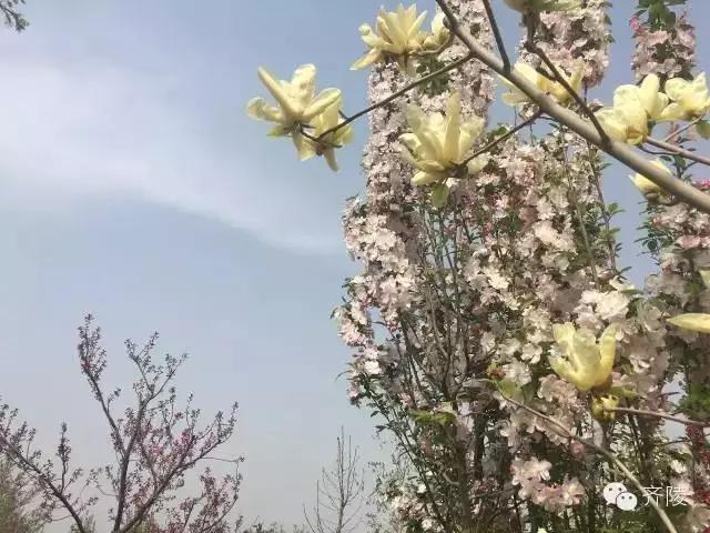 临淄:特色小镇的春天——金岭敬仲朱台齐陵