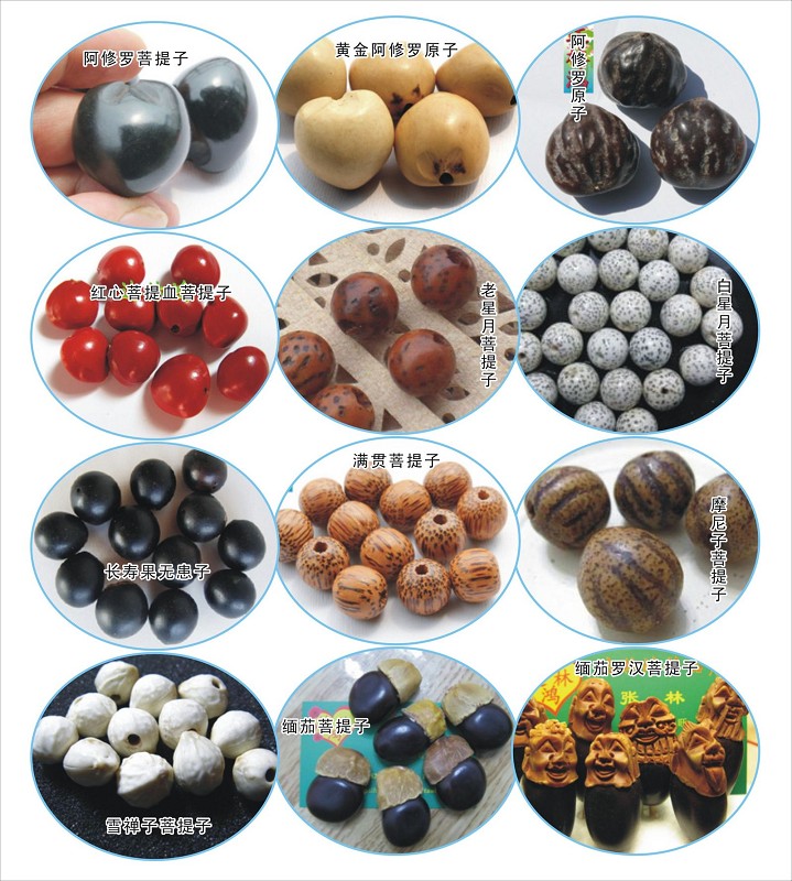最常见的普通菩提子是哪种,菩提子种类大全图解