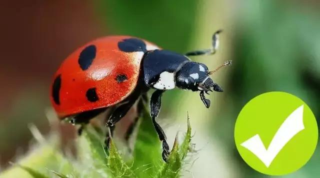 哪些昆虫有三对足两对翅一对触角,什么昆虫是三对足两对翅一对触角