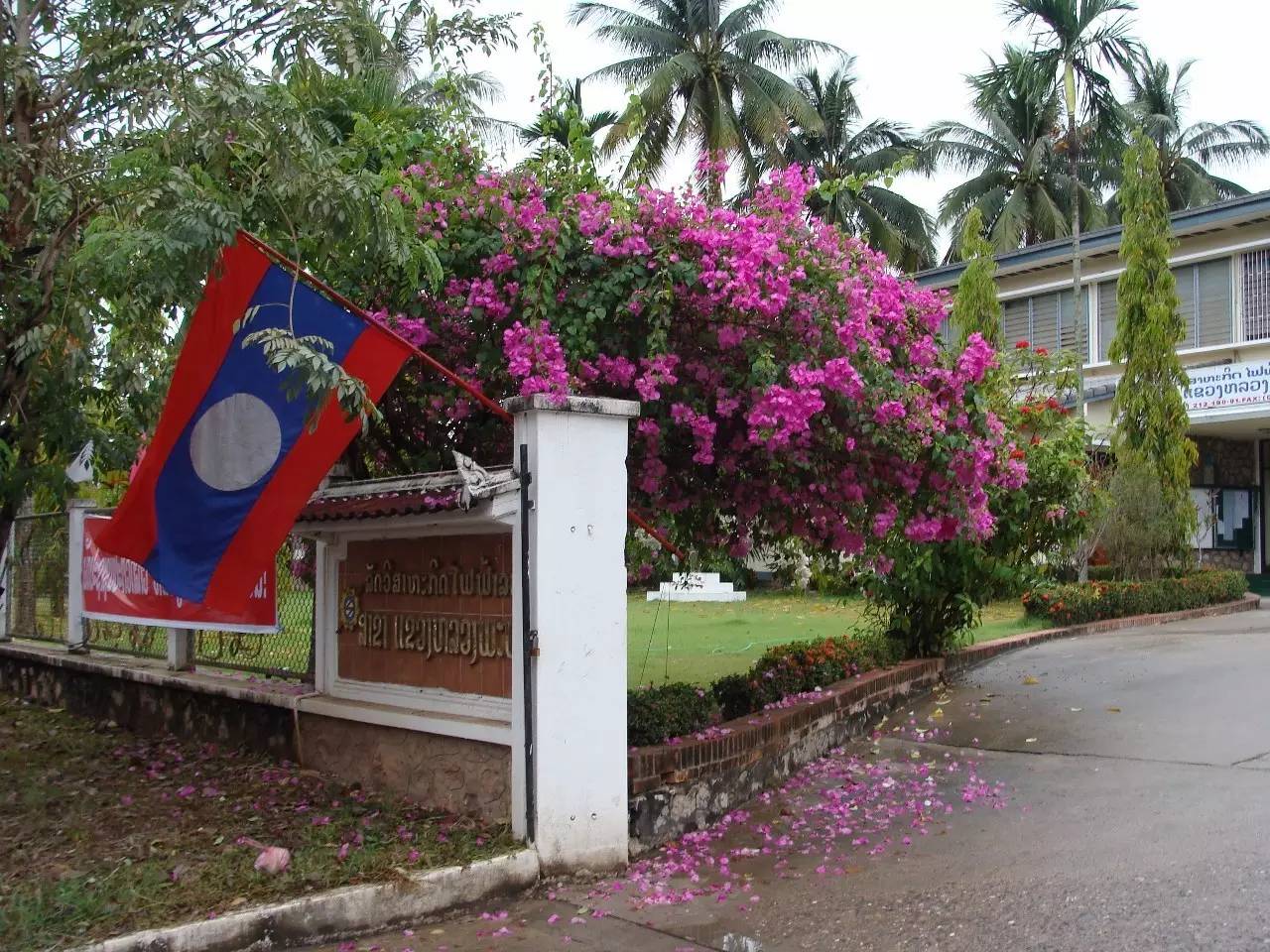 过去时116|神奇的迷幻蘑菇