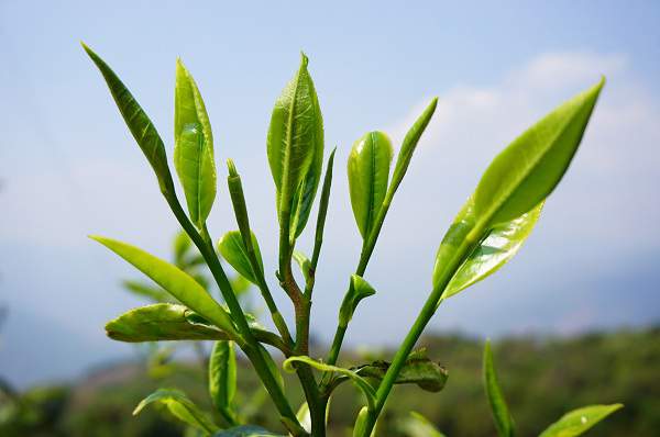 普洱茶熟茶制作流程图,做普洱茶如何入门