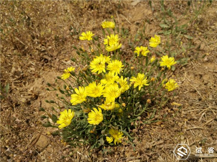 vivoxplay5体验,vivoxplay5特点