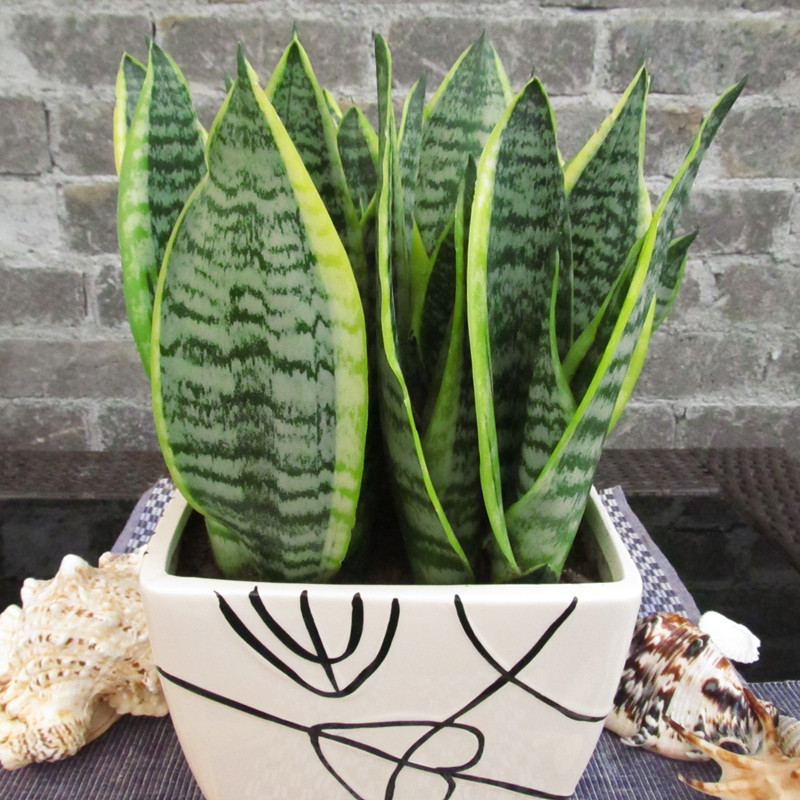 100平房子放几盆绿萝去甲醛好,一个房间放几盆绿萝去甲醛效果好