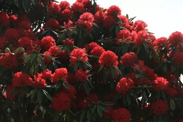 人间四月天，醉美是寻甸！