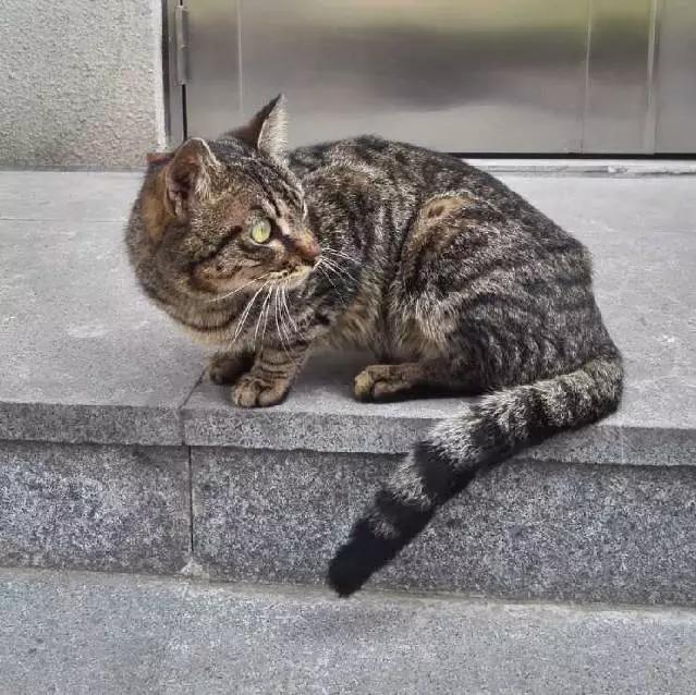 上海领养代替购买,上海领养孩子有补贴吗