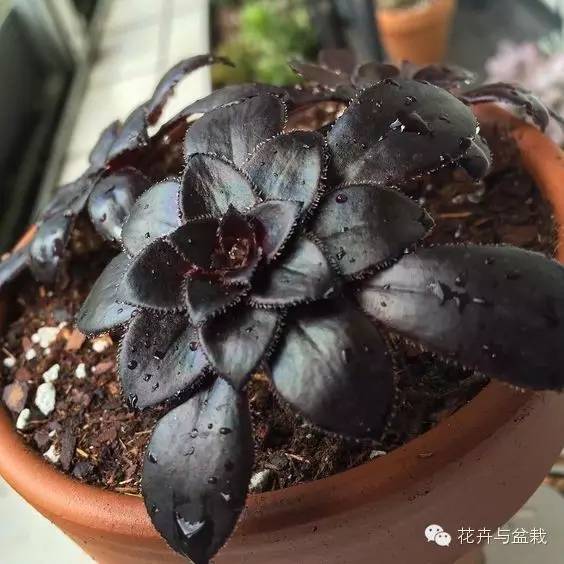 黑法师开花后怎么处理,黑法师花怎么养