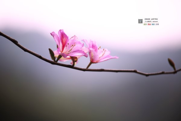 有一种春天叫牡丹花开,有一种春天叫花开艳丽