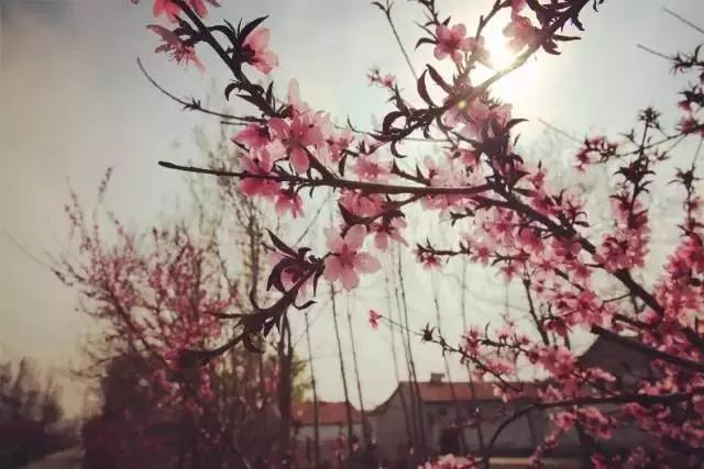 临淄:特色小镇的春天——金岭敬仲朱台齐陵