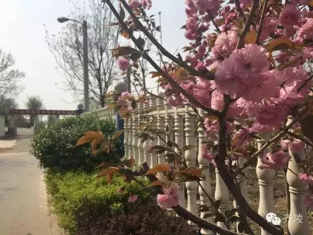 临淄:特色小镇的春天——金岭敬仲朱台齐陵