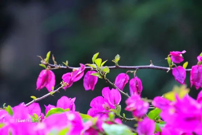 三亚最美的夕阳日落,夕阳的落下