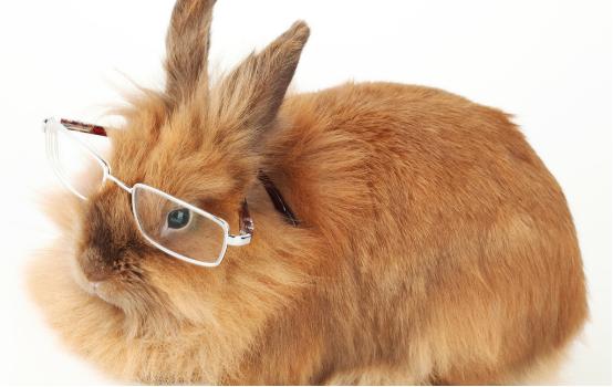 了解兔子的知识文章,要从哪几个方面去了解兔子