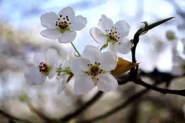 石家庄还藏着这样的宝藏露营地,石家庄最佳露营赏花地点