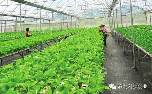 农村新商机小本创业,适合农村创业的小本点子