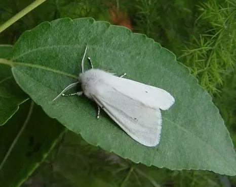 什么昆虫六条腿两个牙齿,什么是昆虫昆虫的定义是什么
