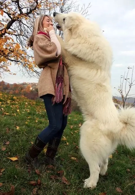 北极比利牛斯山大白熊,比利牛斯大白熊犬