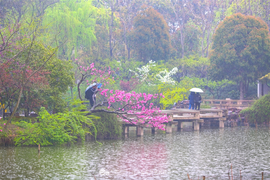 太仓南园游记,烟雨江南太仓一日游