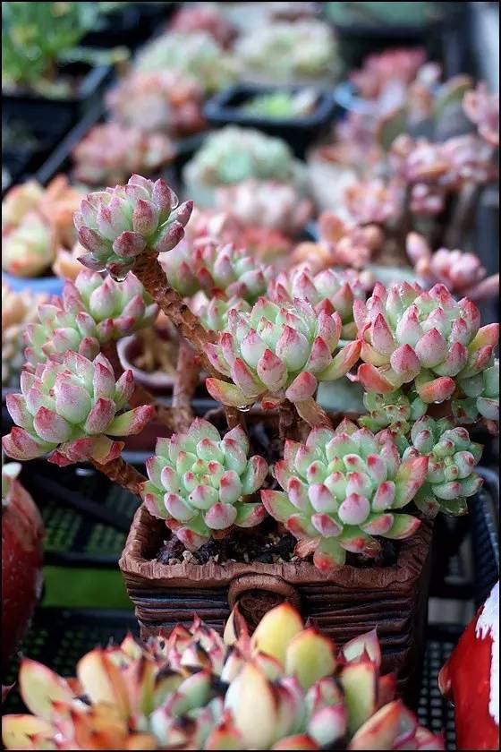 直播间不退不换的韩货,未来直播带货会持续红火吗