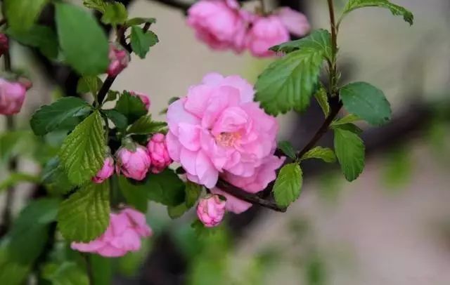 自制漂亮的桃核手串,三圈8mm手串diy制作