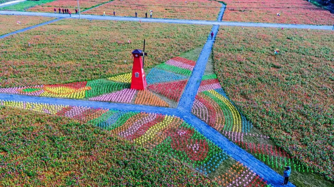 富阳金沙岛花海,富阳花海网红景点