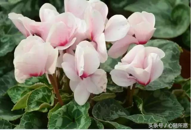 内服外用维生素e和c能祛斑吗,美容圣品维生素e的外用方法