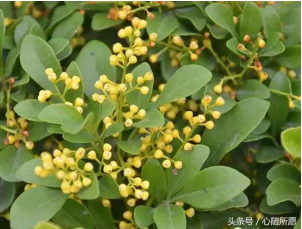 内服外用维生素e和c能祛斑吗,美容圣品维生素e的外用方法