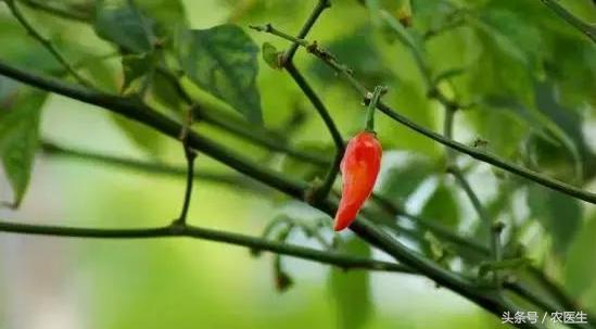 土地流转到底是谁在受益呢,土地流转如何获利