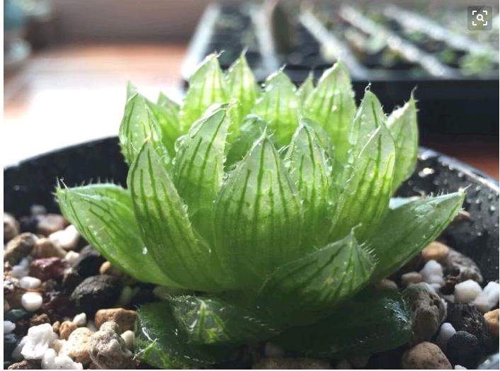 樱水晶多肉怎么养才能爆盆,春夏秋冬多肉怎么浇水