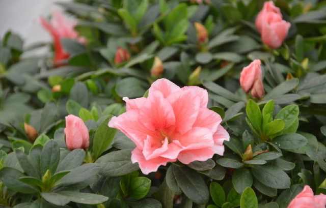 花卉上有虫害怎么办小妙招,家庭盆栽花卉如何防护虫害