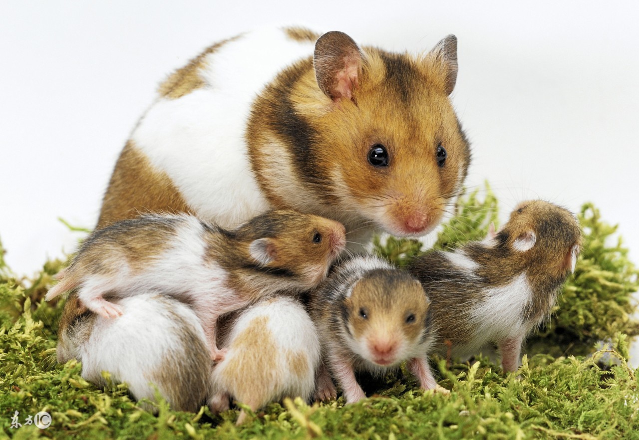 仓鼠心情不好与生病的判别方法留意便便最直接