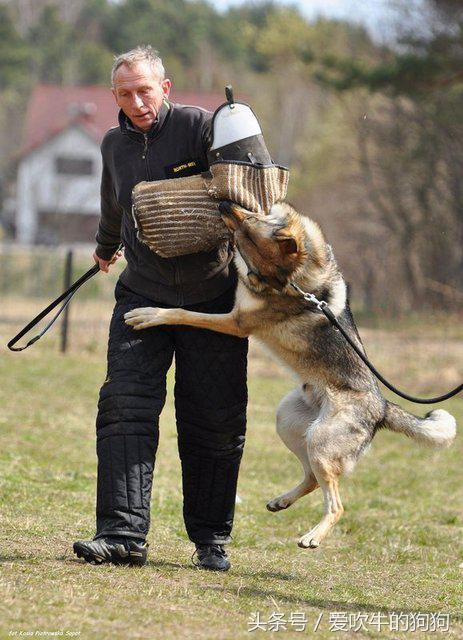 捷克狼犬有伤人记录吗,不训练的捷克狼犬会随便咬人吗