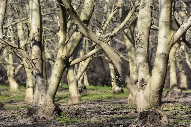 黑胡桃温润如玉,黑胡桃质感温润细腻