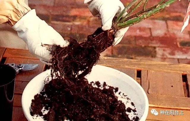 艳慕地中海风格的蔷薇鲜花拱门吗？十步骤即可在你家阳台上实现！