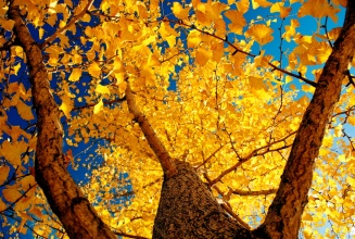 农村现在有哪些扶持项目,农村发展项目国家扶持