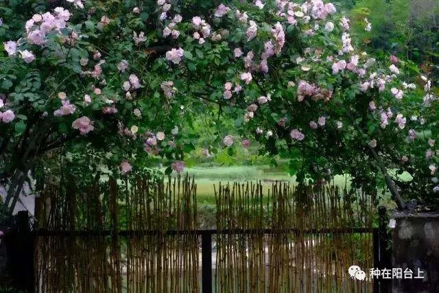 艳慕地中海风格的蔷薇鲜花拱门吗？十步骤即可在你家阳台上实现！