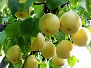 酵素和果醋有什么区别,酵素和果醋