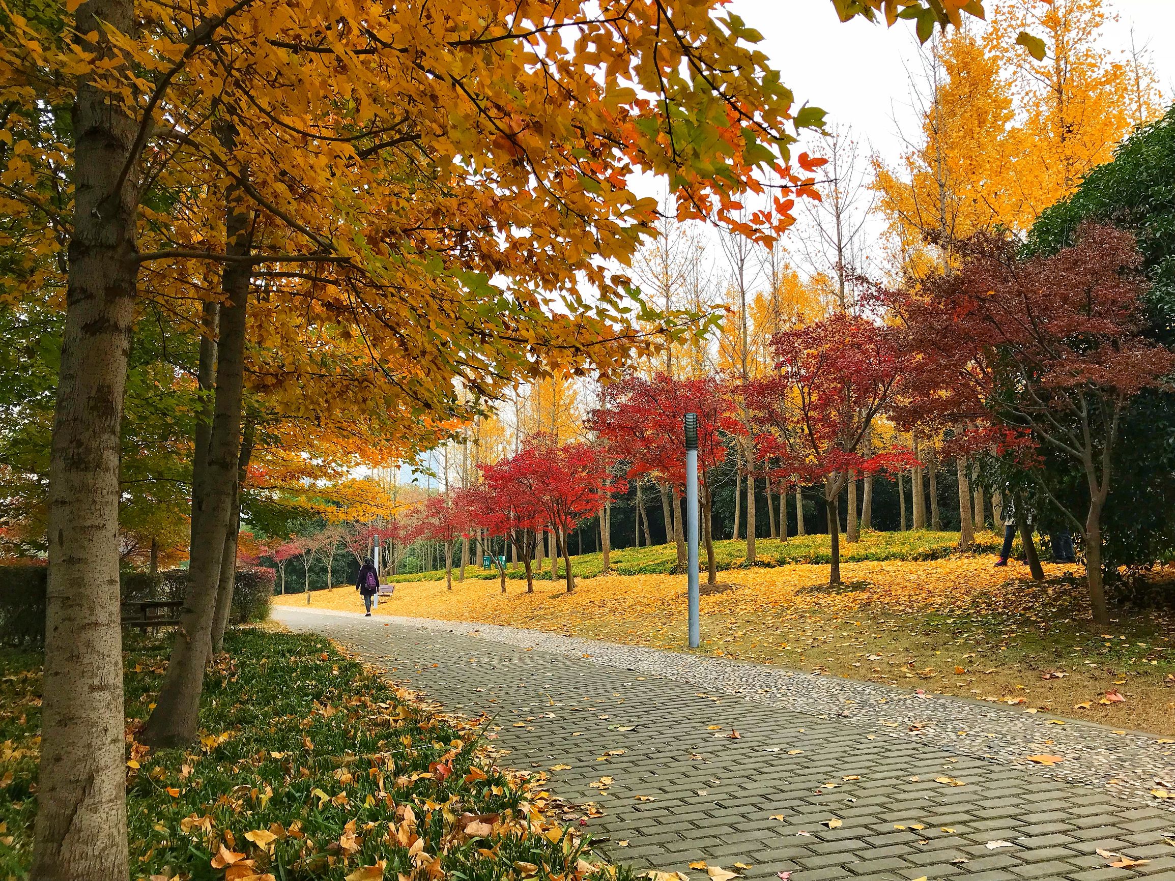 上海浦东世纪公园秋季,上海浦东新区世纪公园