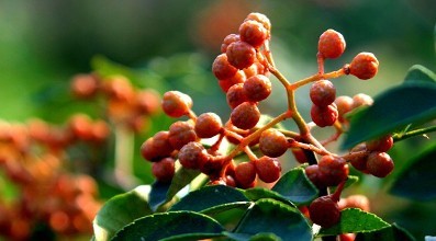 花椒泡脚的功效与作用减肥,花椒姜泡脚的功效与作用及禁忌