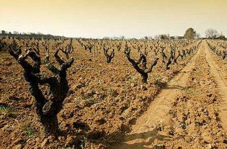 法国哪个品牌的红酒好喝,法国红酒品牌标志大全