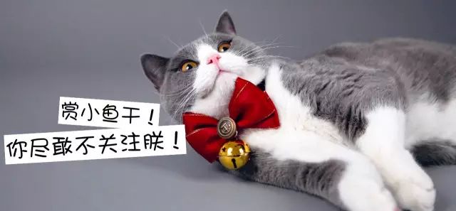 对不起，不能我一个人穷！只能把这些美翻了的猫咪美妆安利给你了