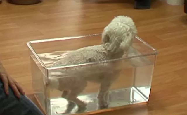 贵宾后腿发抖是怎么回事,贵宾如何训练直立行走